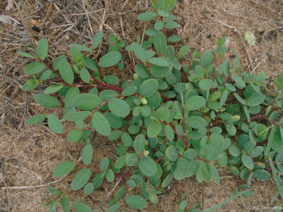 Synostemon bacciformis (L.) G.L.Webster